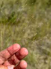 Muhlenbergia asperifolia, photograph author not stated, no rights reserved