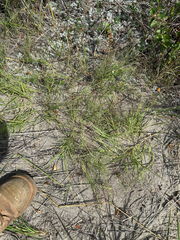 Muhlenbergia asperifolia, photograph author not stated, no rights reserved