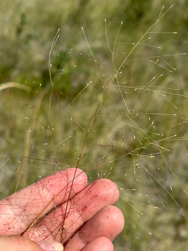 Muhlenbergia asperifolia, photograph 5