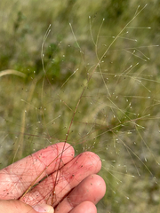 Muhlenbergia asperifolia, photograph author not stated, no rights reserved