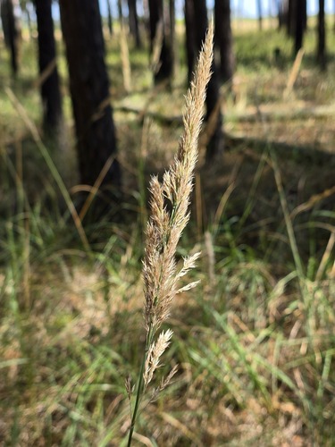 Bushgrass