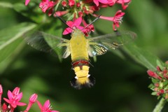 Cephonodes hylas virescens