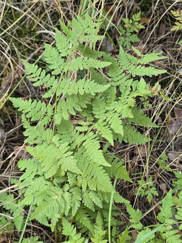 spinulose wood fern
