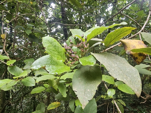 Viburnum rugosum
