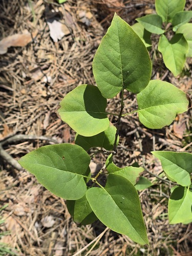 common lilac