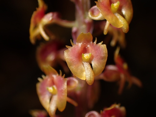 Microstylis observed 2026-08-19