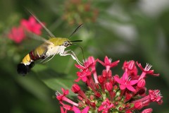 Cephonodes hylas virescens