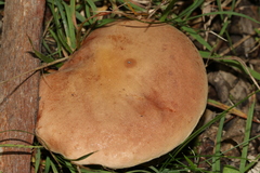Phylloporus clelandii