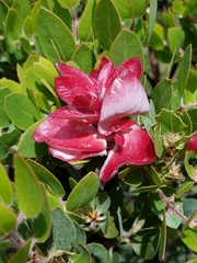 Arctostaphylos catalinae
