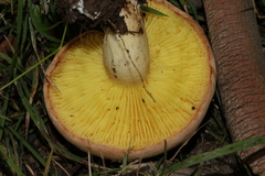 Phylloporus clelandii