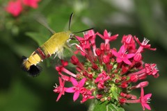 Cephonodes hylas virescens