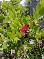 Arctostaphylos catalinae
