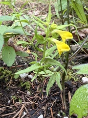 Melampyrum sylvaticum