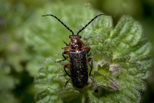 Atalantycha bilineata