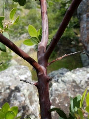 Arctostaphylos catalinae