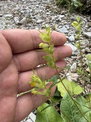 Rhinanthus glacialis, photograph (c) Thomas Ebner, some rights reserved (CC BY)