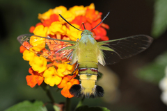 Cephonodes hylas virescens