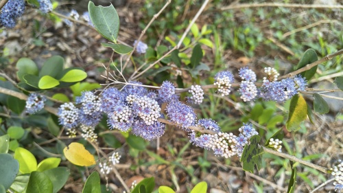 Memecylon umbellatum observed 2026-06-21