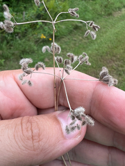 Torilis arvensis