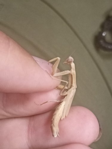 Dot-Winged Mantis