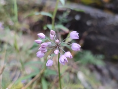 Allium rubens, photograph (c) Timofey GK, some rights reserved (CC BY)