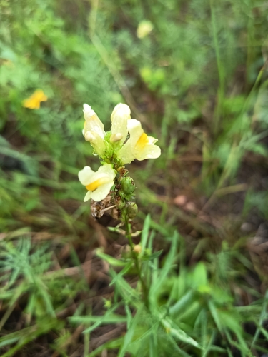 common toadflax