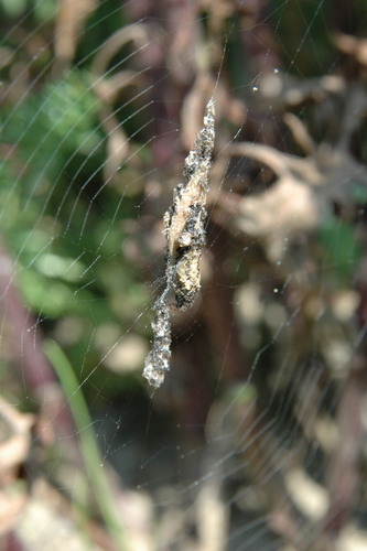 Oculate Garbage-line Web Spider