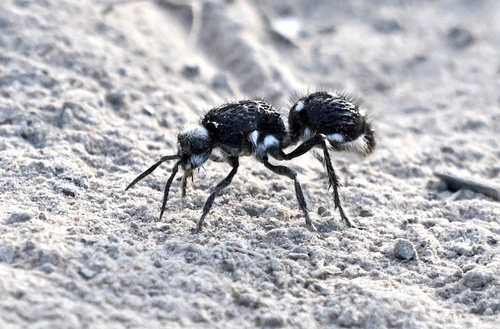 Bothriomutilla rugicollis