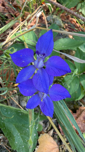 Delphinium ajacis observed 2026-08-20