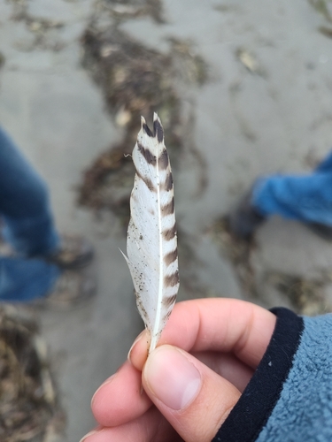 Plume de Pluvier argenté