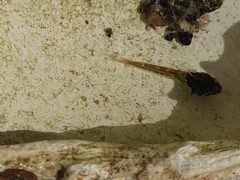 Oligocottus maculosus