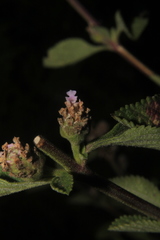 Lippia alba