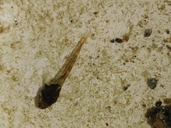 Oligocottus maculosus