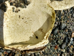 Oligocottus maculosus