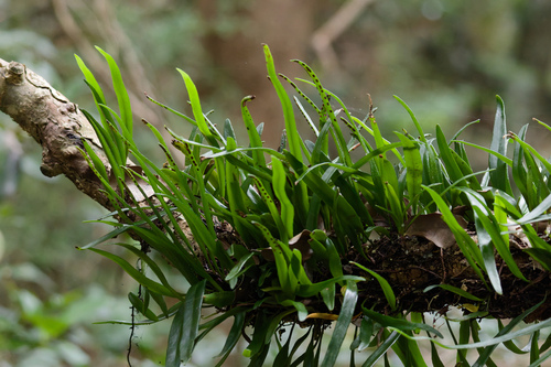 Pyrrosia confluens, photograph 3