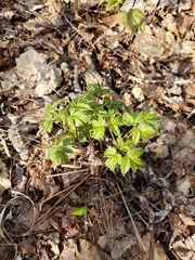 Aruncus dioicus acuminatus