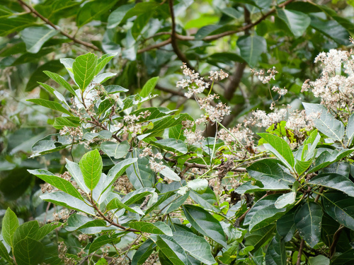 Ficus fraseri, photograph 2