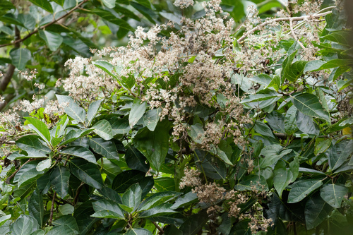 Mikania micrantha, photograph 3