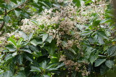 Mikania micrantha, photograph (c) Donald Davesne, some rights reserved (CC BY)