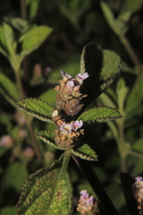 Lippia alba