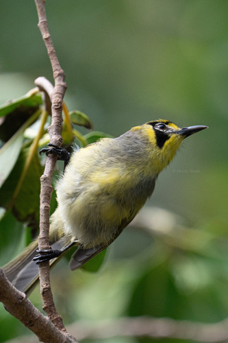 Apalopteron familiare, 2026-08-08