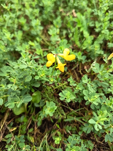 bird's-foot trefoil