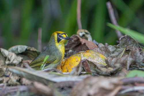 Apalopteron familiare, 2026-08-09
