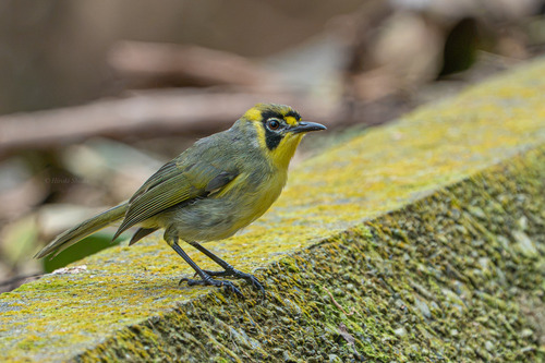 Apalopteron familiare, 2026-08-09