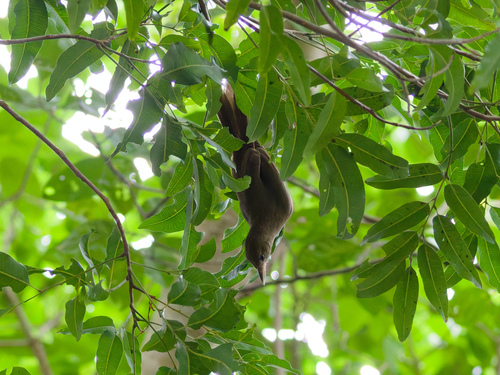 Clytorhynchus pachycephaloides observed 2026-07-23