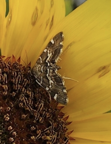 Spotted Beet Webworm Moth