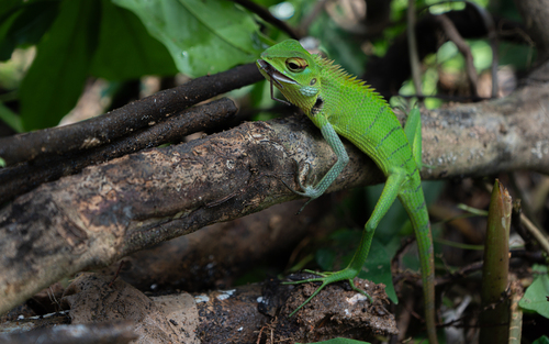 Common Green Forest Lizard