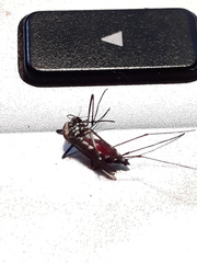 Aedes geniculatus