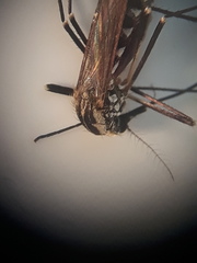 Aedes geniculatus