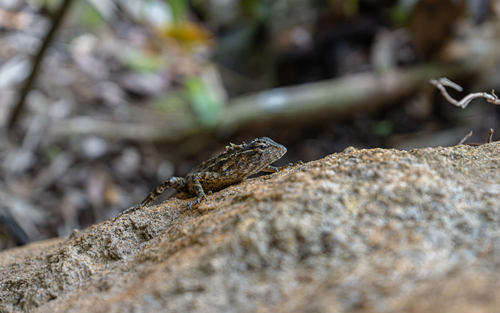 Indian Garden Lizard